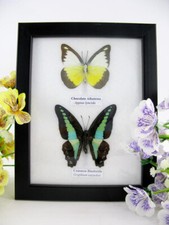 2 farfalle vere, imbottite