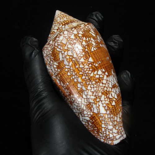 Seashell 136 tessuto cono - seashell,