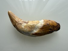 Orso delle caverne ursus - delle, caverne,