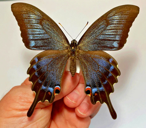 Papilio maackii maschio - maackii, x