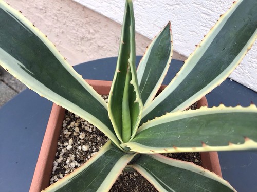 Agave americana expansa