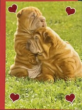 Carino Sharpei Cuccioli Cani