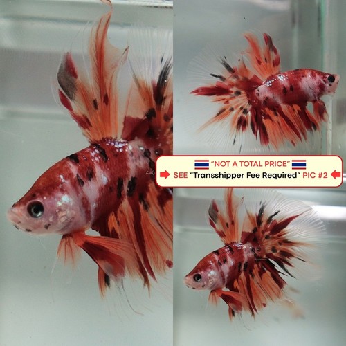 Live betta fish - fish, (thailandia)