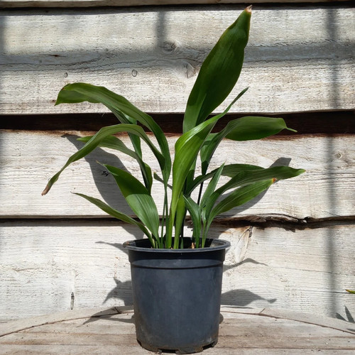 Aspidistra elatior totale - aspidistra,