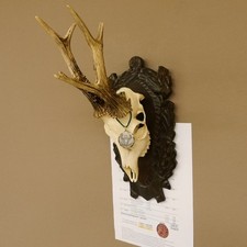 Corna di Cervo Medaillenklasse