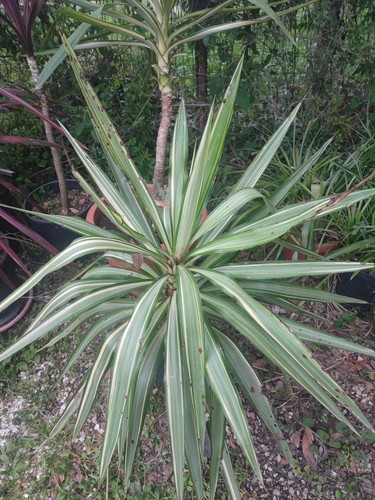 Yucca guatemalensis variegata - yucca,