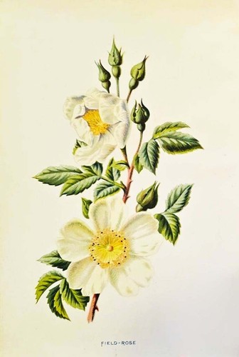 1890 rosa cavallina antica - 1890,