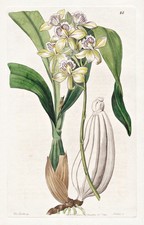 Epidendrum radiatum Mexico