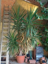 Yucca Elephantipes XXL Tronchetto della Felicità Zampa di Elefante Albero Pianta