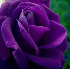 ROSA VIOLA / PURPLE ROSE, 100 SEMI