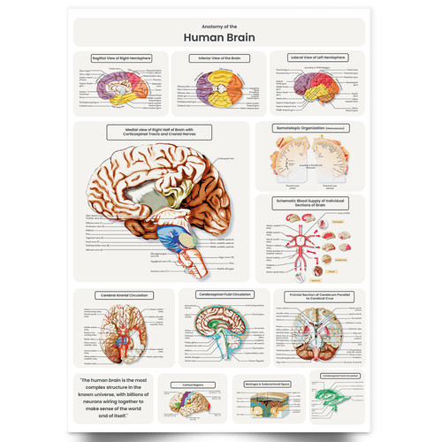 Human brain anatomy poster - human,