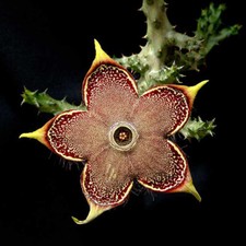Edithcolea Grandis Succulent