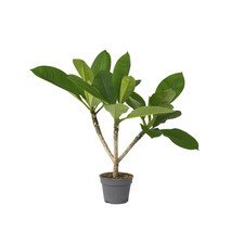 Plant in a Box  Frangipani
