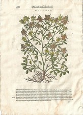 Stampa antica MATTIOLI