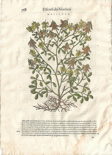 Stampa antica mattioli - stampa,