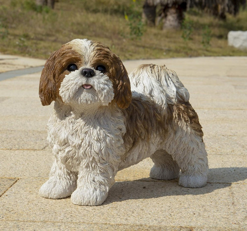 Regalo shih piedi marrone e - piedi,