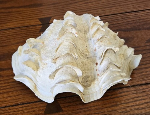 Vintage tridacna squamosa - vintage,
