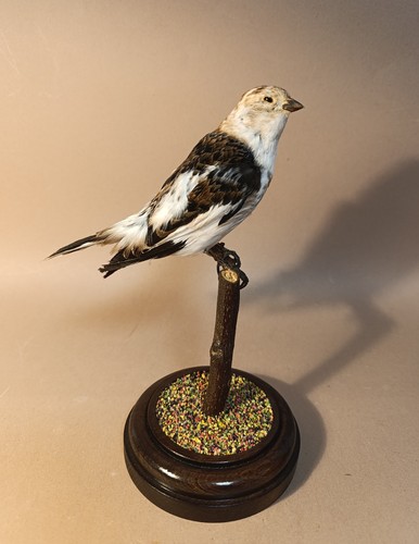 Taxidermy cabinet de - cabinet,