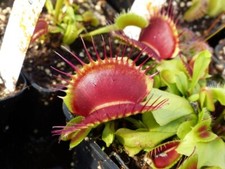 Dionaea Muscipula "B52" Self 