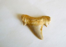 Fossili dente di - -,