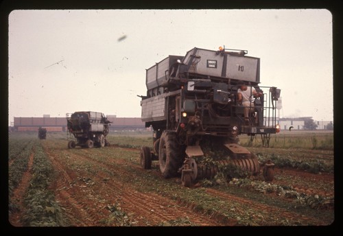 Sl31 slide anni hamacher - sl31, 70