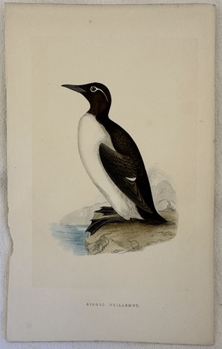 Morris ringed guillemot uria - guillemot,