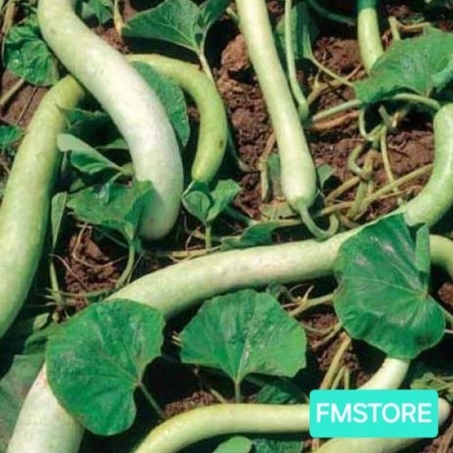 Semi zucca zucchina - semi,