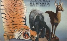 BROOKLYN NEW YORK NY MJ Hoffmann TAXIDERMY DEER ELEPHANT TIGER Linen Postcard
