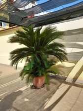 Cycas revoluta ornamentale
