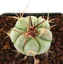 Echinocactus horizonthalonius 10km SUD OF SALTILLO, MEXICO - Teufelskissen | Adl