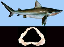Mascella Bocca Squalo Nasuto