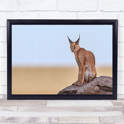 Stampa artistica caracal - stampa, on