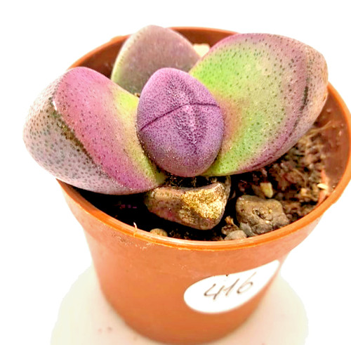 Pleiospilos royal flush - pleiospilos,