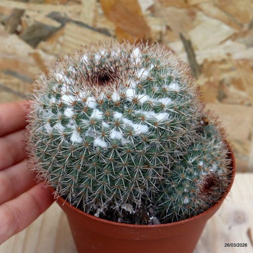 Mammillaria vaso 10 - sp.,