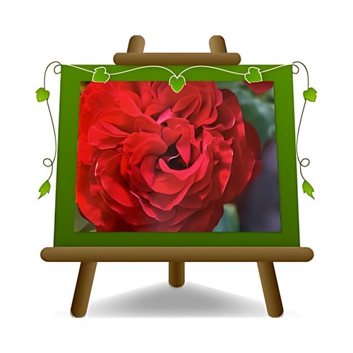 Rose nobili grandi fiori - fiori, 10-12