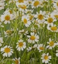 7000 Semi Camomilla Semi Italiani