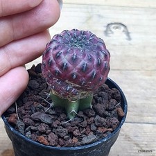 Sulcorebutia rauschii