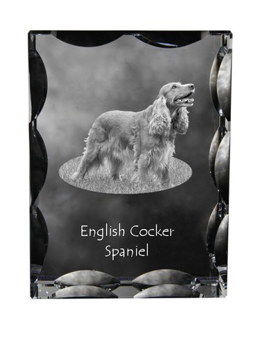Cocker spaniel inglese - cocker,