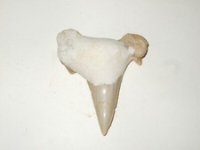 - Fossili - DENTE DI SQUALO