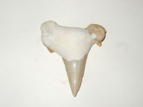 Fossili dente di squalo - -,
