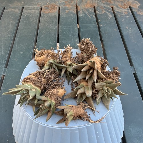 Ariocarpus trigonus - 8+1,