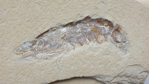 Hakelocaris vavassorii - ,