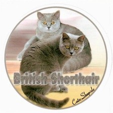Adesivo British Shorthair pelo