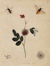 Insekten Blume Dornen Pollen