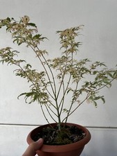 ACERO PALMATO GIAPPONESE BUTTERFLY NO INNESTO CIOTOLA 20 CM ALTEZZA 45 VARIEGATO