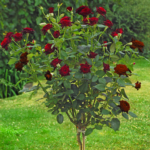 Pianta rosa black - rosa, baccara
