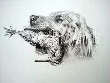 Setter con beccaccia Illustrazione - Rita Matrella - Carboncino