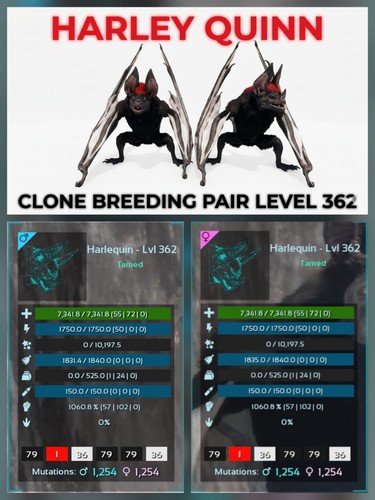 Desmodus clone breeding pair - desmodus,