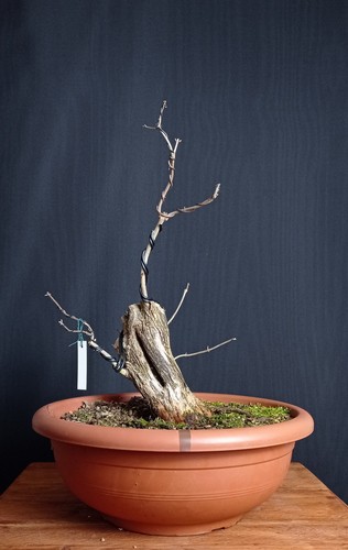 Lonicera/Caprifoglio