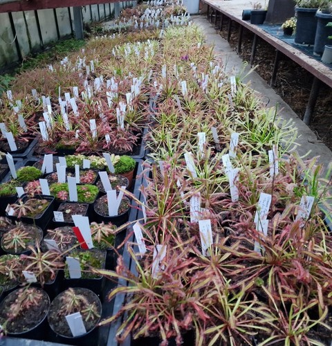 Drosera capensis mixed - drosera,